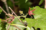 Climbing milkvine